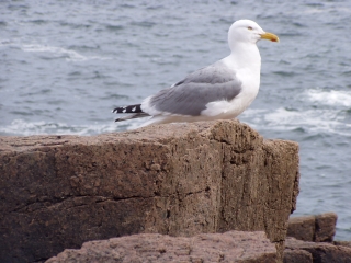 Patient Gull