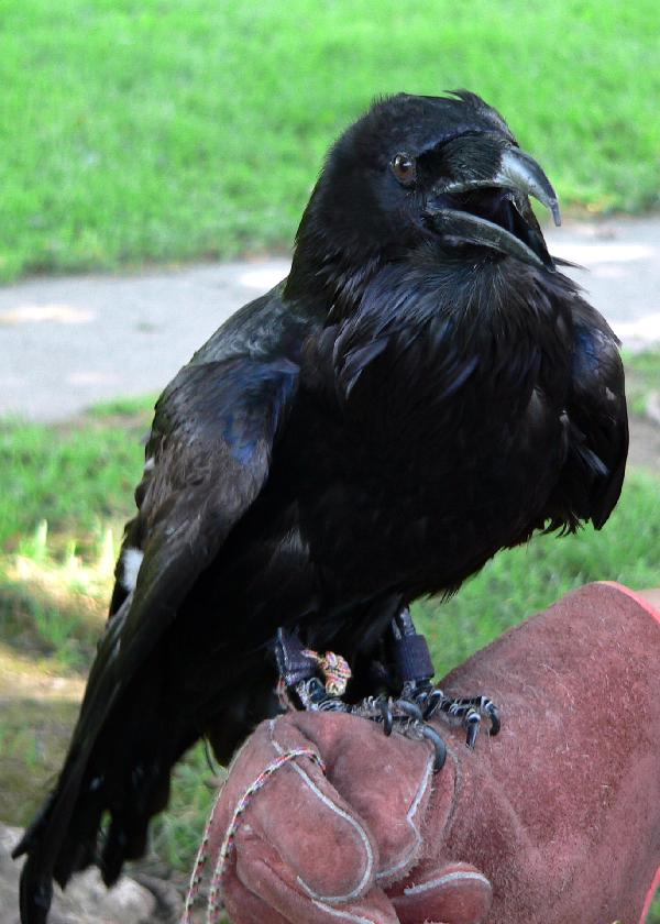 Whose Smarter. Ravens or Humans?