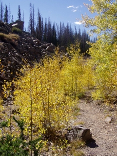 Alpine Forest in Utah