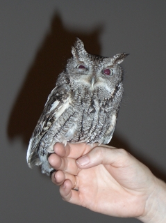 Cute Screech Owl