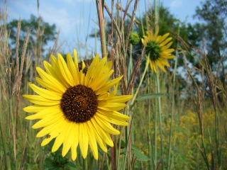 Sunflower State