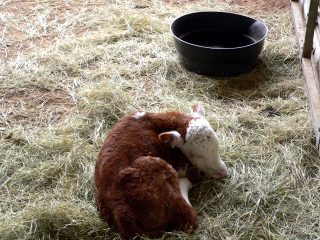 Day-Old Calf