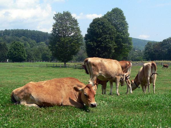 Vermont Cheese Producers