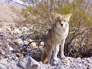 Photogenic Coyote
