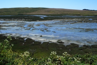 Rich Oyster Beds