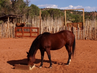 Arid Horse
