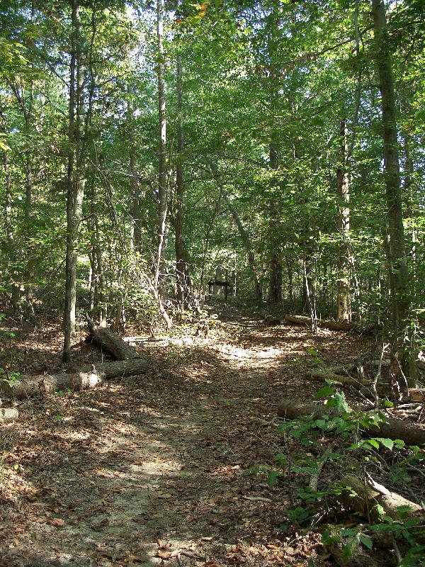 Piedmont Forest Trail