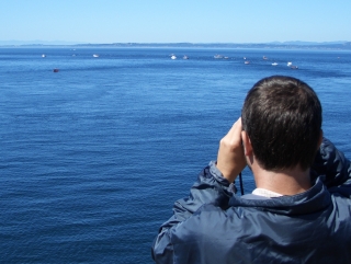 Looking for Orcas
