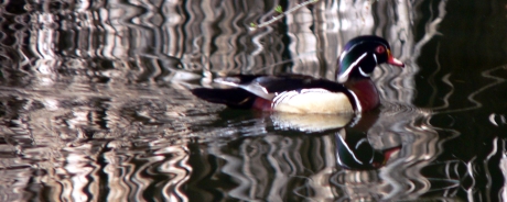 Psychedelic Wood Duck