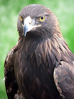 Zion Golden Eagle 