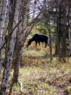 Moose in the Way