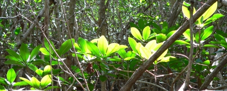 Glistening Red Mangroves