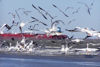 Fleeing Pelicans