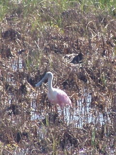 Find the Roseate Spoonbill