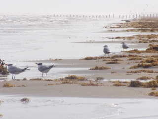 Relaxing Terns