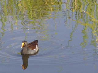 A Bright Beaked Friend