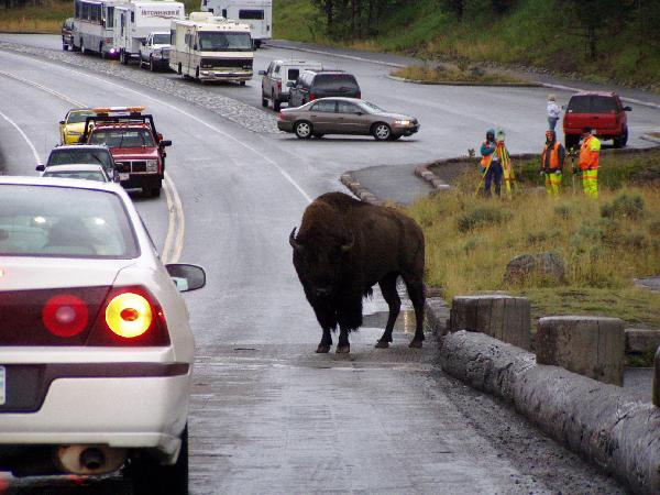 Yellowstone NP Roadblock 