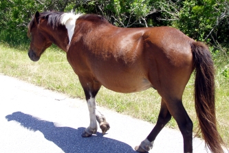 Wild Pony