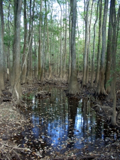 Not a Swamp