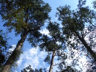 Looking Up