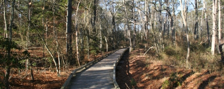 Into the Pinelands
