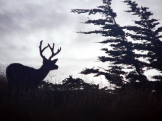 Buck at Dusk