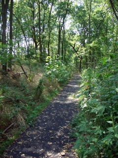 Quiet Nature Walk