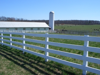 Fields of Black Angus