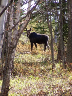 Moose in the Way