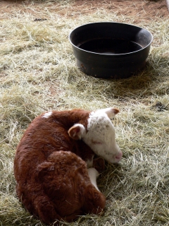 Day-Old Calf