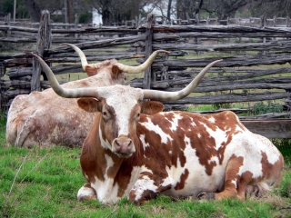 Texas Longhorns