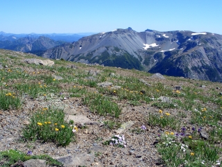 Alpine Tundra