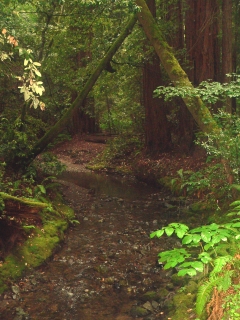 Lush Muir Woods