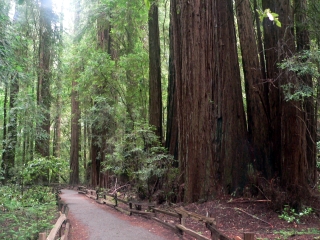 Big Trees
