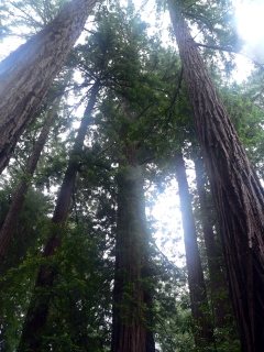 Looking Up