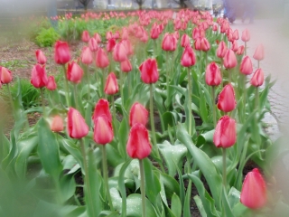 April Showers