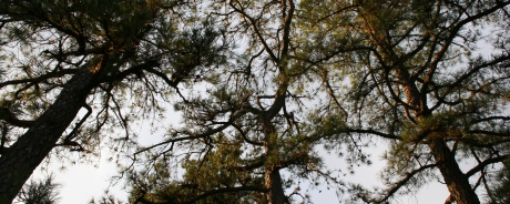 Pinelands Pine