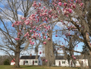 Blossoms