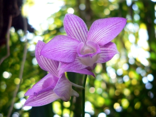 Uncle Owen's Orchids