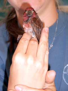 Purple Finch