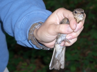 Swainsons Thrush