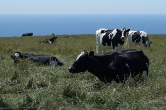 Butter Farmers
