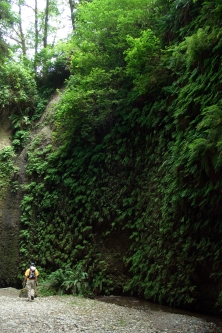 Fern Canyon