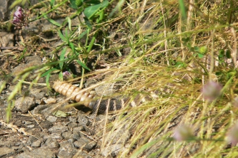 First Rattler