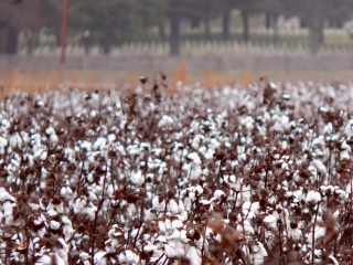 Cotton Field