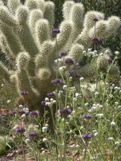 Cholla Cacti