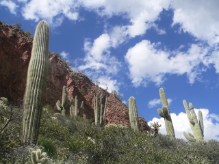 Cliffside near the Cliff Dwellings