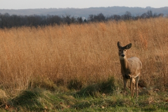 Oh Deery Me