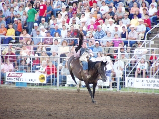 Bucking Bronco