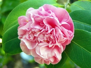 Rhododendron Bush